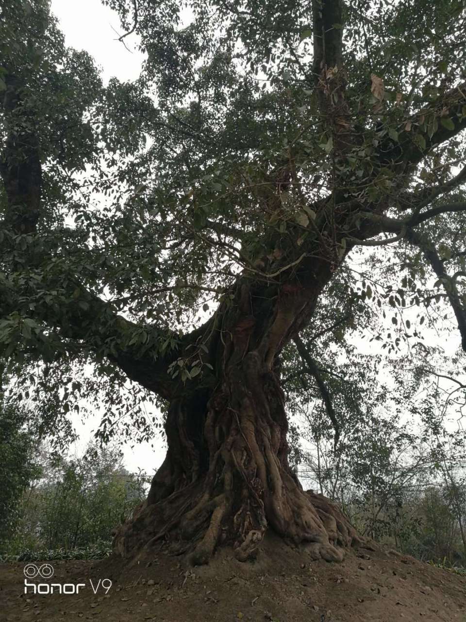 黄桷树,学名黄葛树,为我国西南地区常见树种.