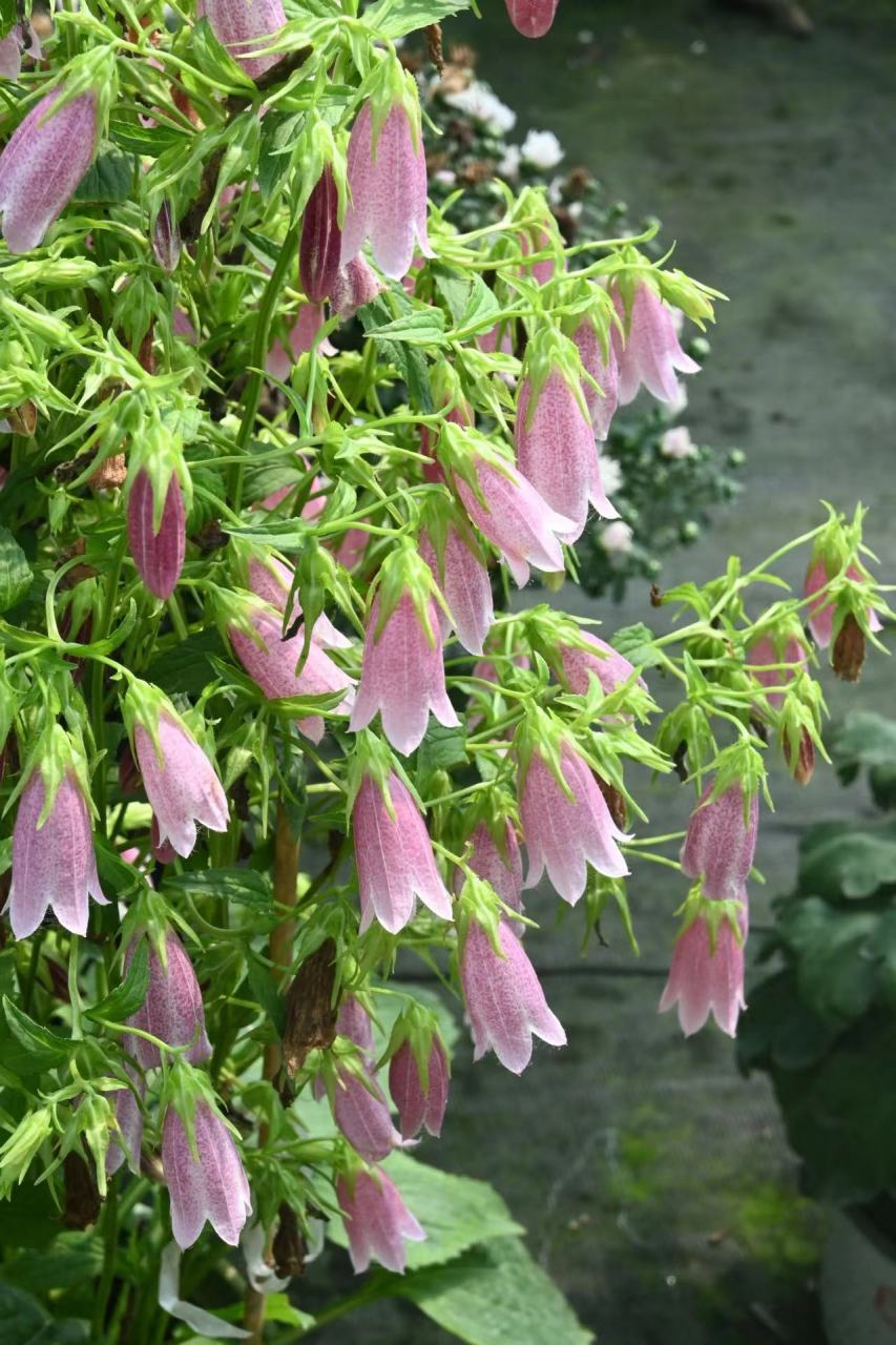 宿根风铃草是一个非常庞大的品系,也是众多植物爱好者非常喜欢的类型