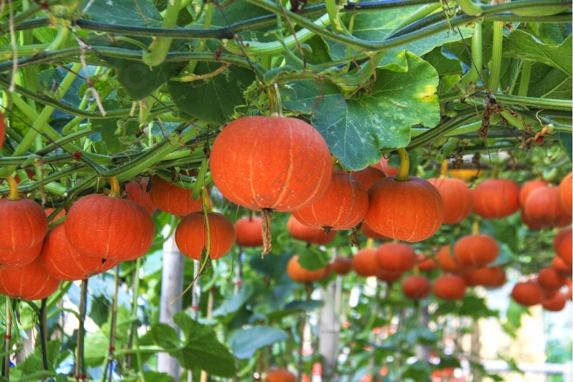 美丽乡村振兴:金南瓜种植园,乡村的致富瓜
