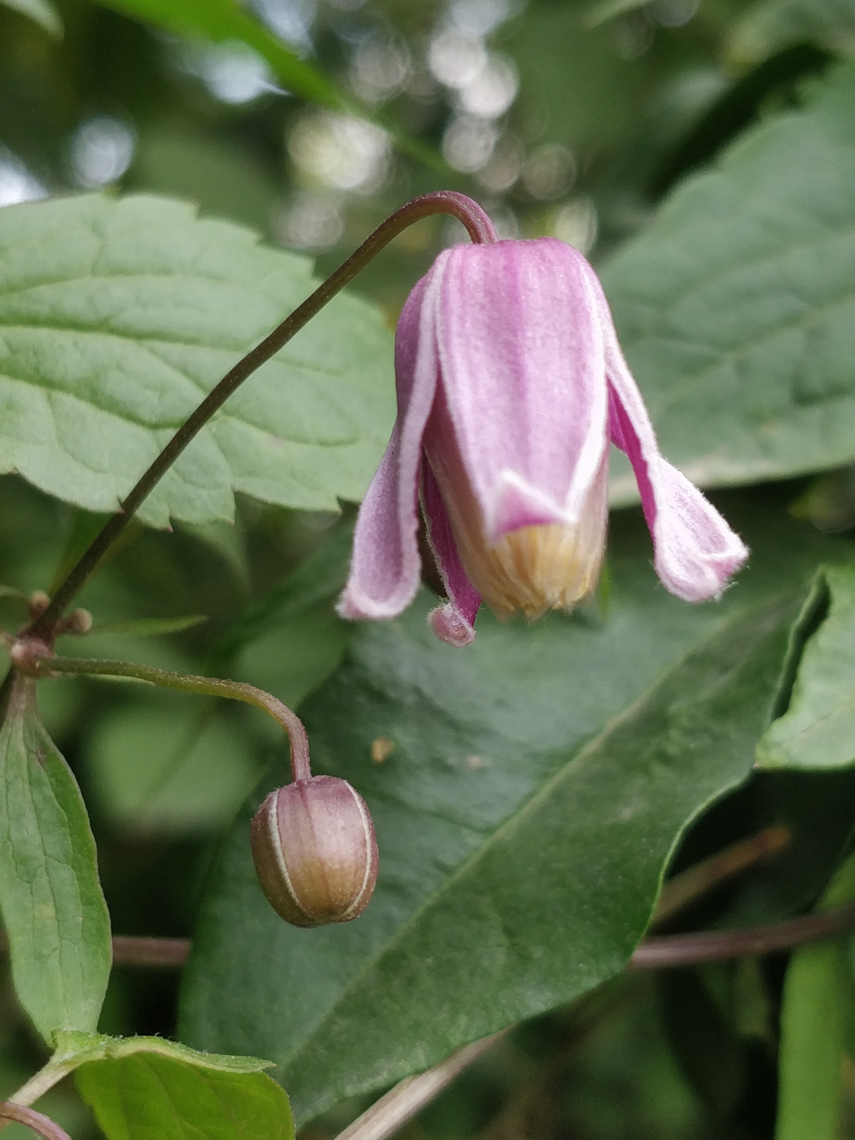 毛蕊铁线莲,花苞像彩色"吊钟",绿绢毛像"佛尘",非常好看!