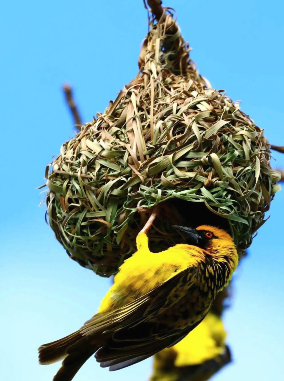 鸟巢探秘7515鸟巢的故事07不同鸟类的巢穴和筑巢