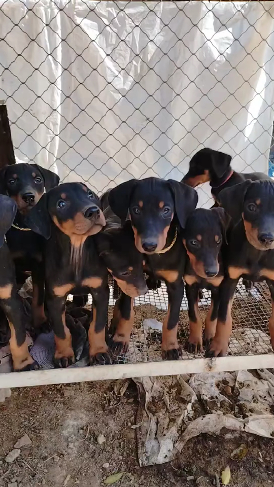 品相一般的罗威纳幼犬,适合家庭养殖看家护院-度小视