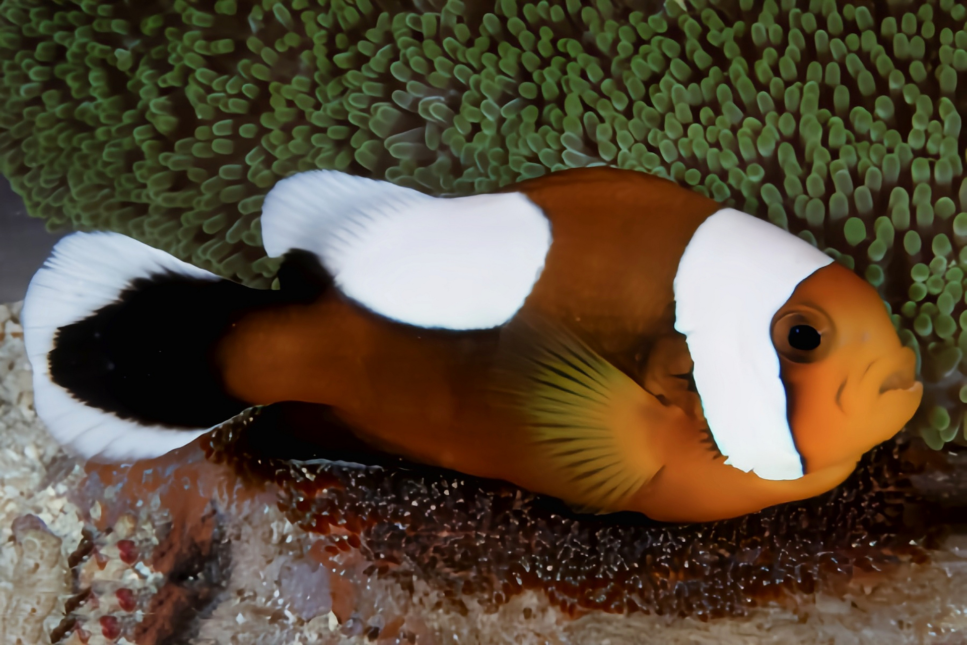 每天认识一种动物——鞍背小丑鱼 鞍背小丑鱼别名鞍斑海葵鱼为鲈形目