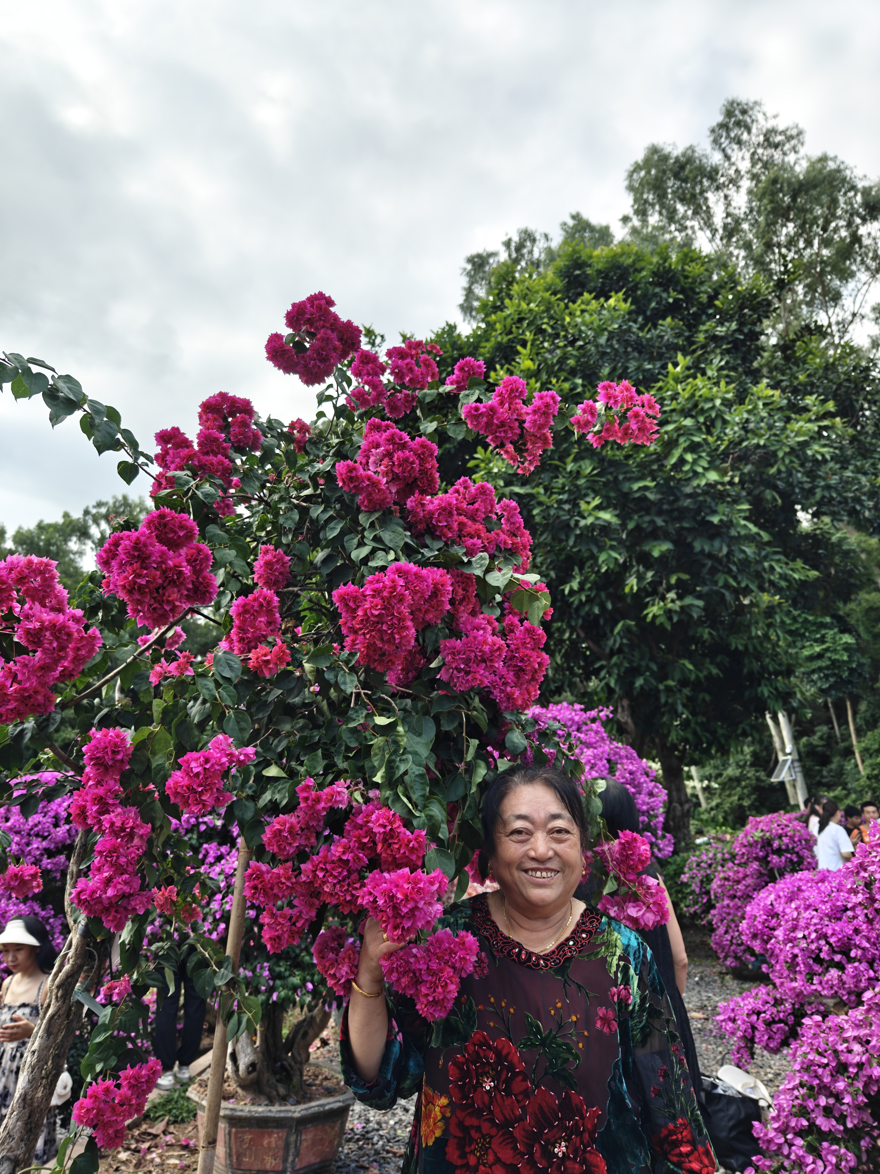 深圳市莲花山公园嘞杜鹃花展