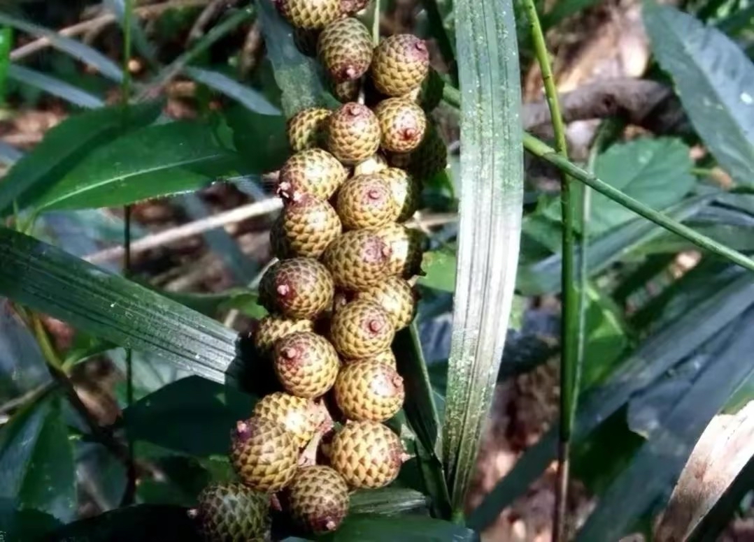 大山里一种稀有的野果,人们称之为蛇皮果,你认识吗