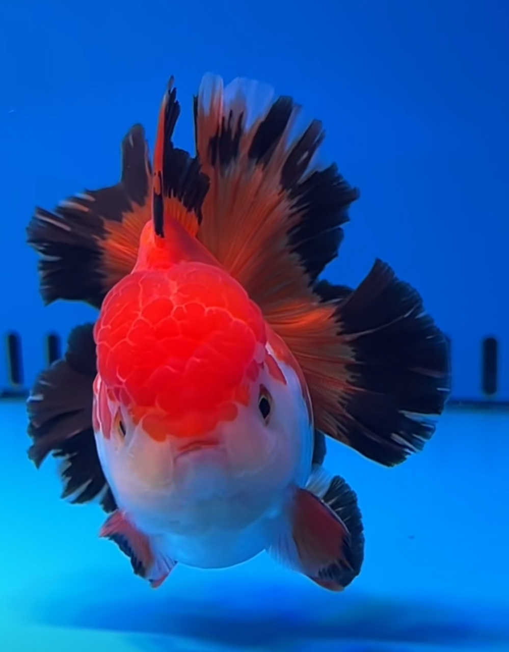 这小金鱼太漂亮了,大家知道是什么品种.