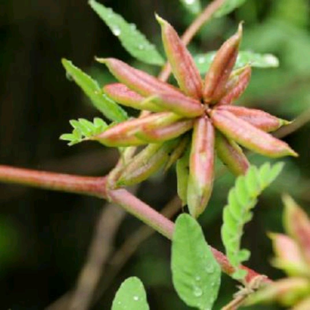 地八角是一种怎样的植物