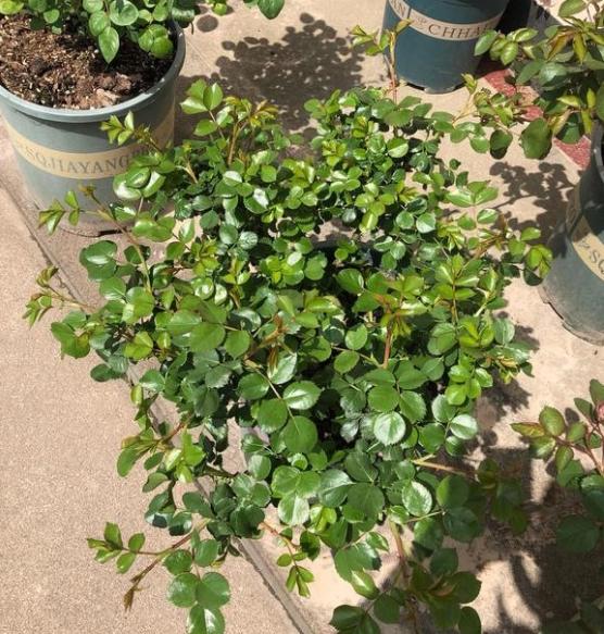 月季盲芽先不要修剪,天气好的话,水肥跟上下一波就会出花芽