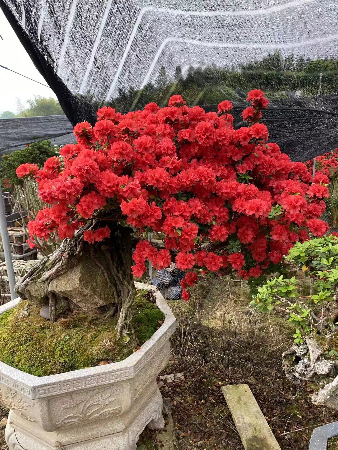 带你们看看丹东红杜鹃景观古树