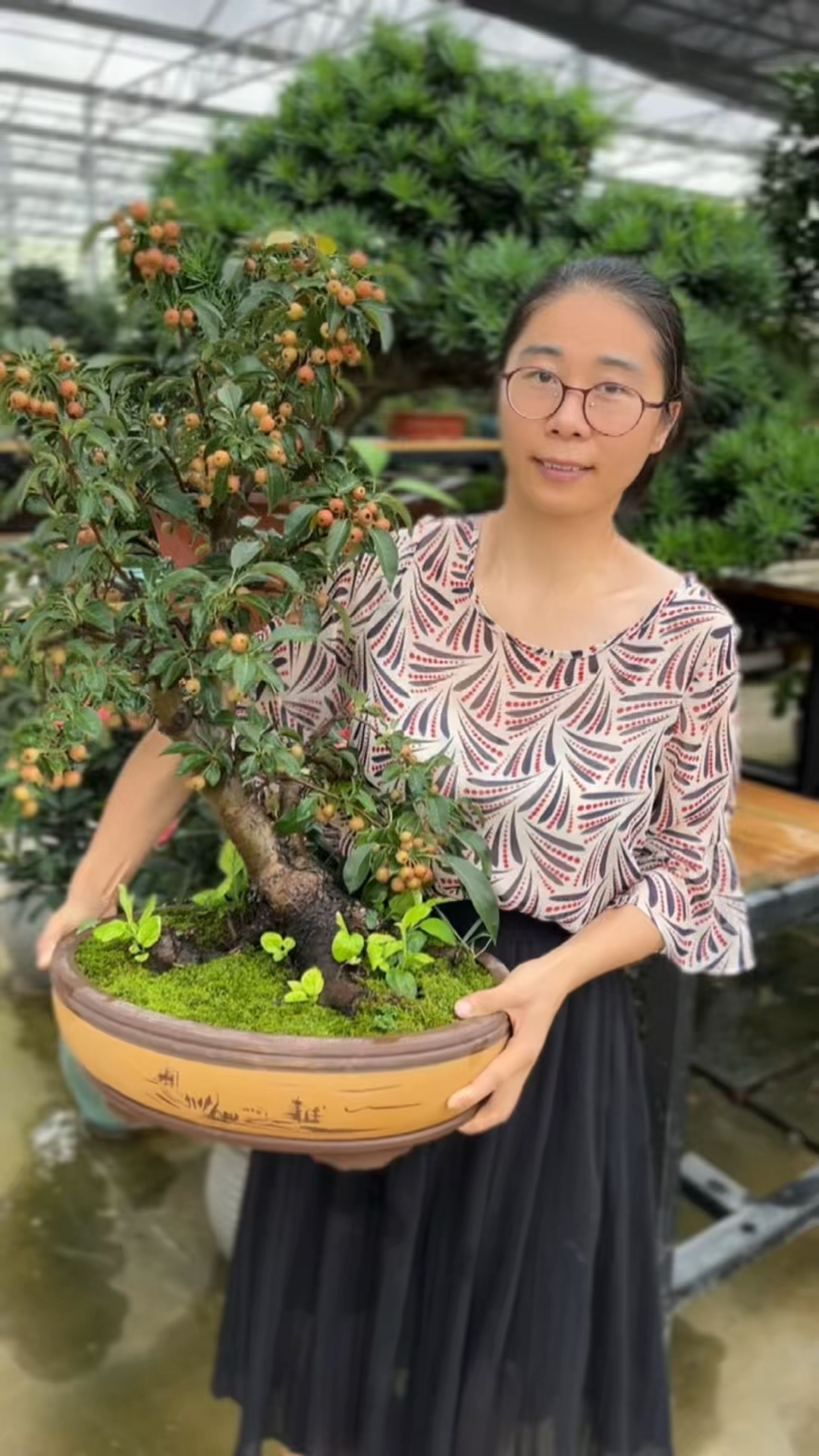 精品冬红果盆景又名长寿果圣诞红果海棠