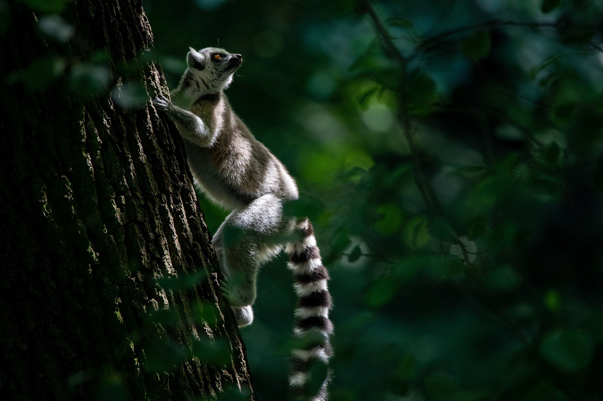 每日动物 环尾狐猴,ringtailed lemur,生活在马达加斯加岛南部和西