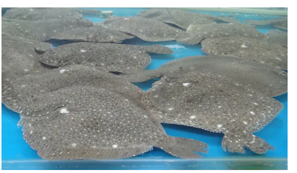 多宝鱼和鸦片鱼的区别