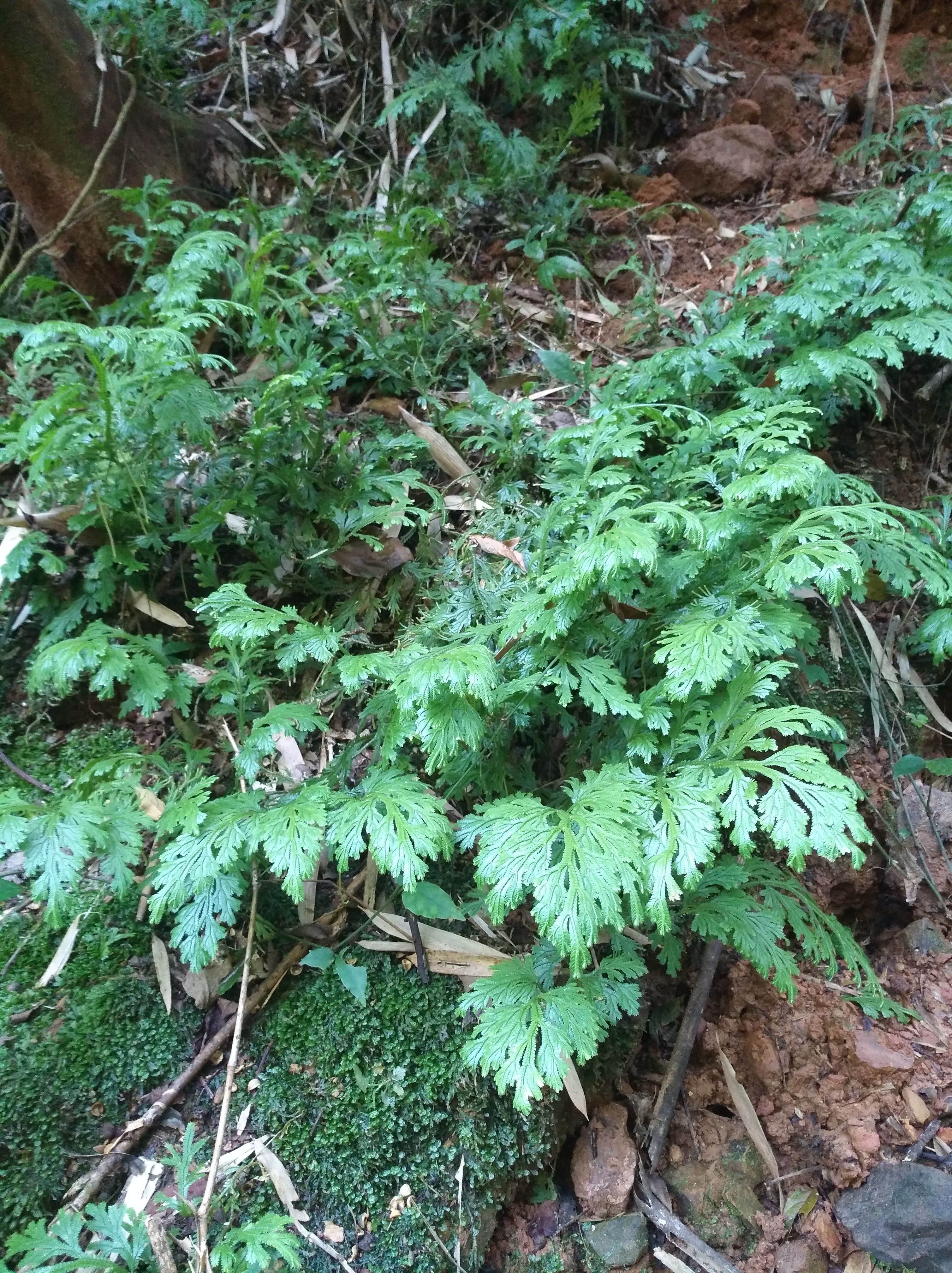 野生石上柏,又称龙鳞草,雷公清,可以药用或者观赏