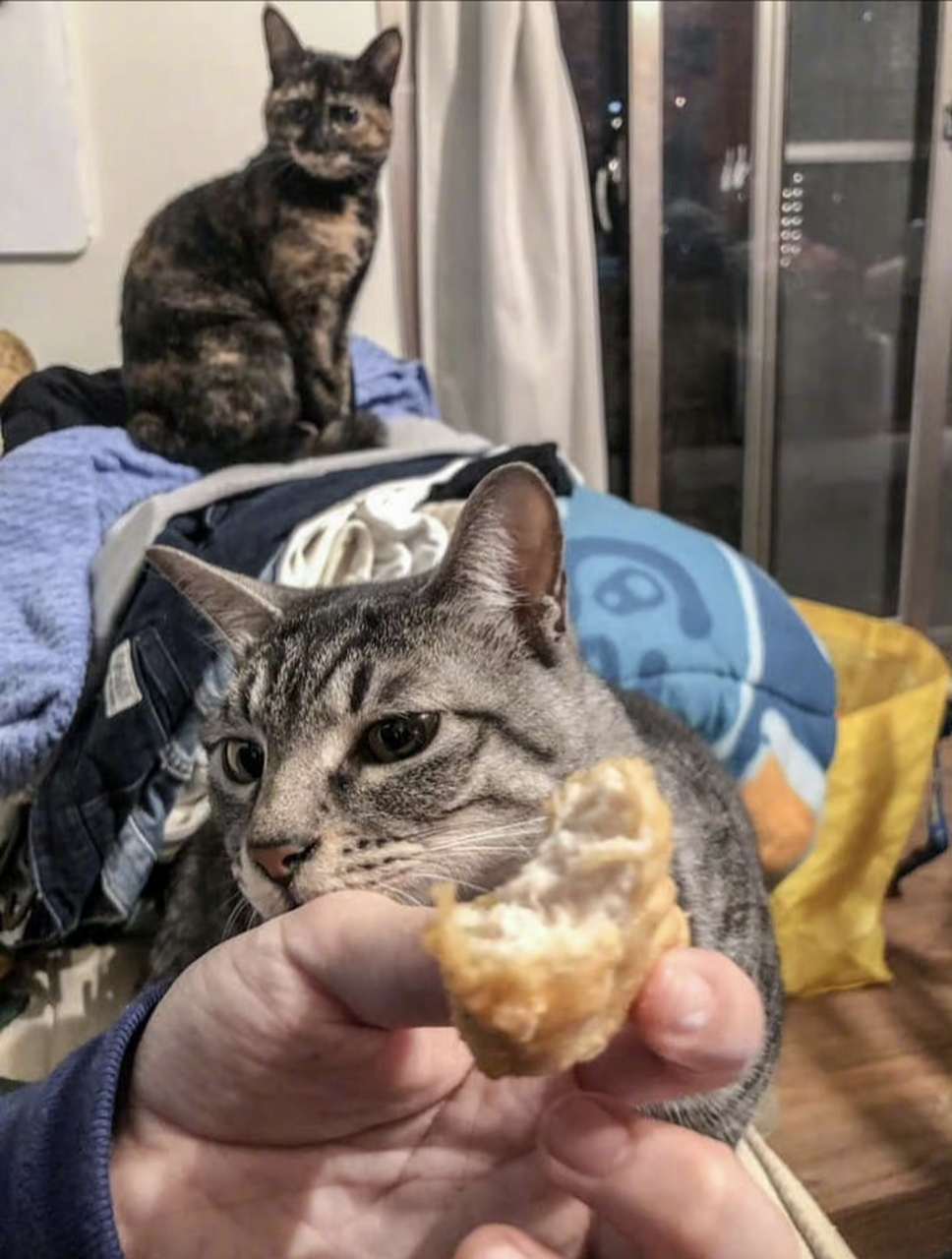 猫咪看到鸡块后.