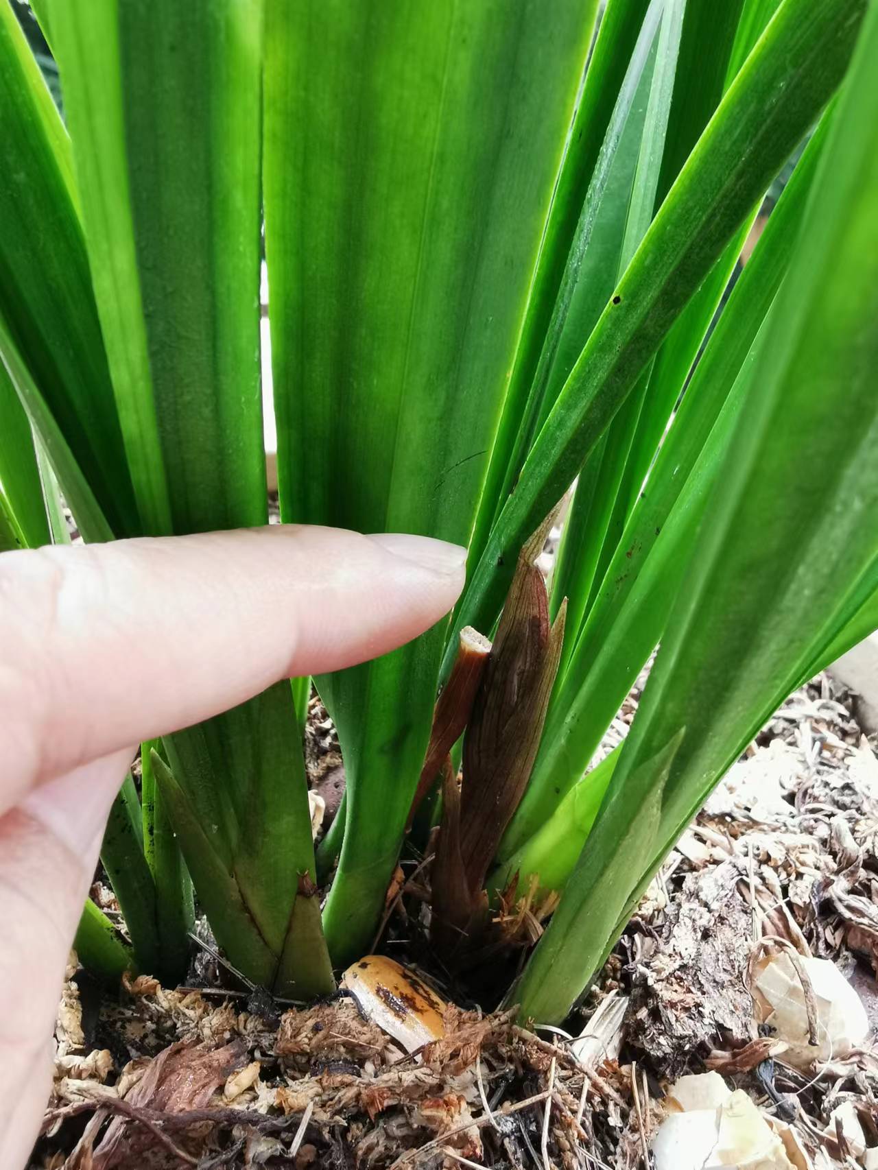 墨兰几月份出花苞