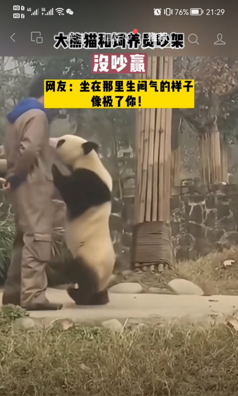 大熊猫和饲养员吵架,生气的样子都是呆萌呆萌的