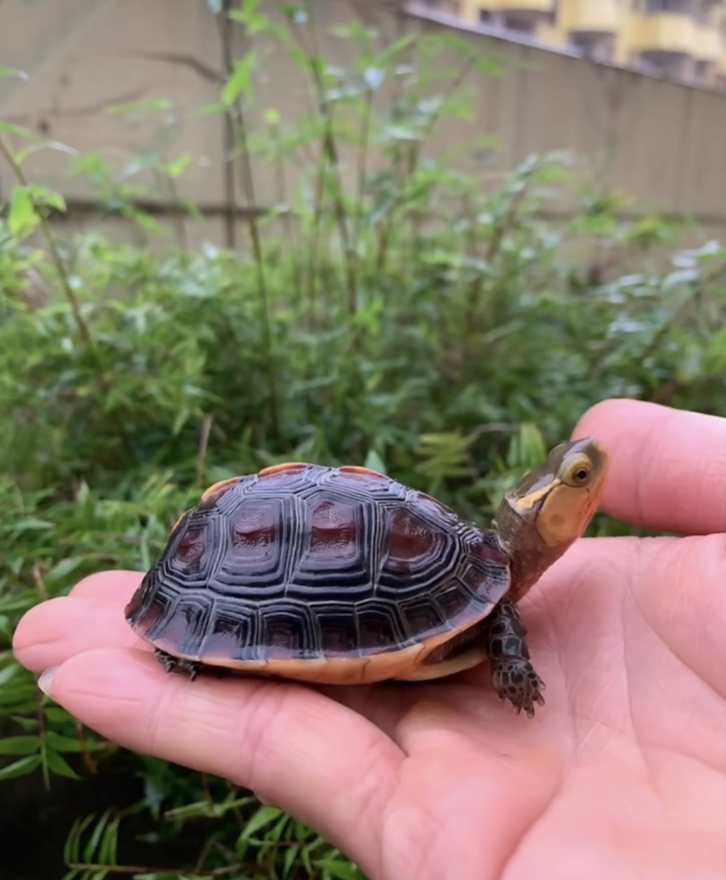 一起来欣赏一下我可爱的小缘吧#乌龟# #黄缘闭壳龟