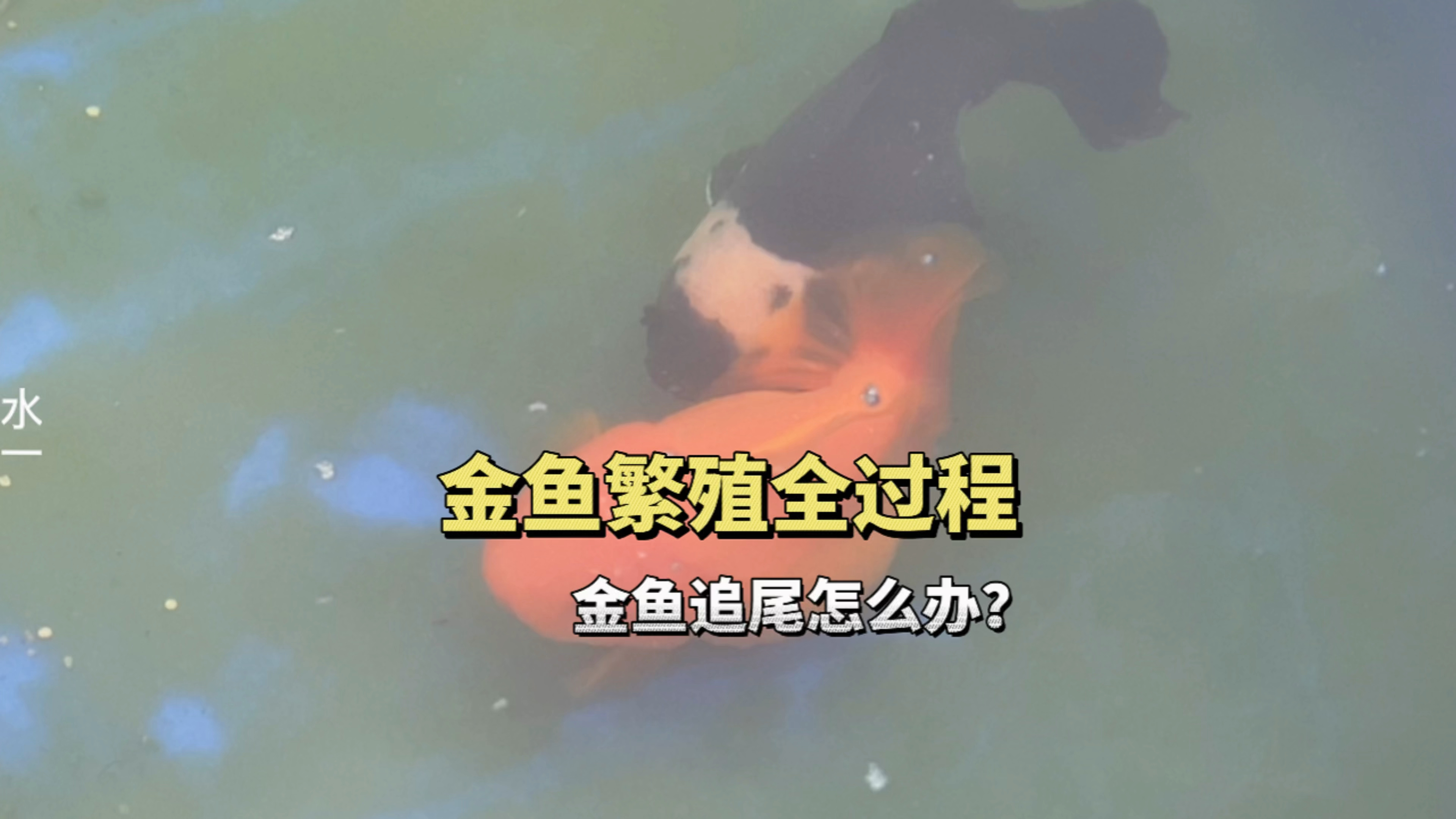金鱼繁殖的全过程,金鱼追尾怎么办?