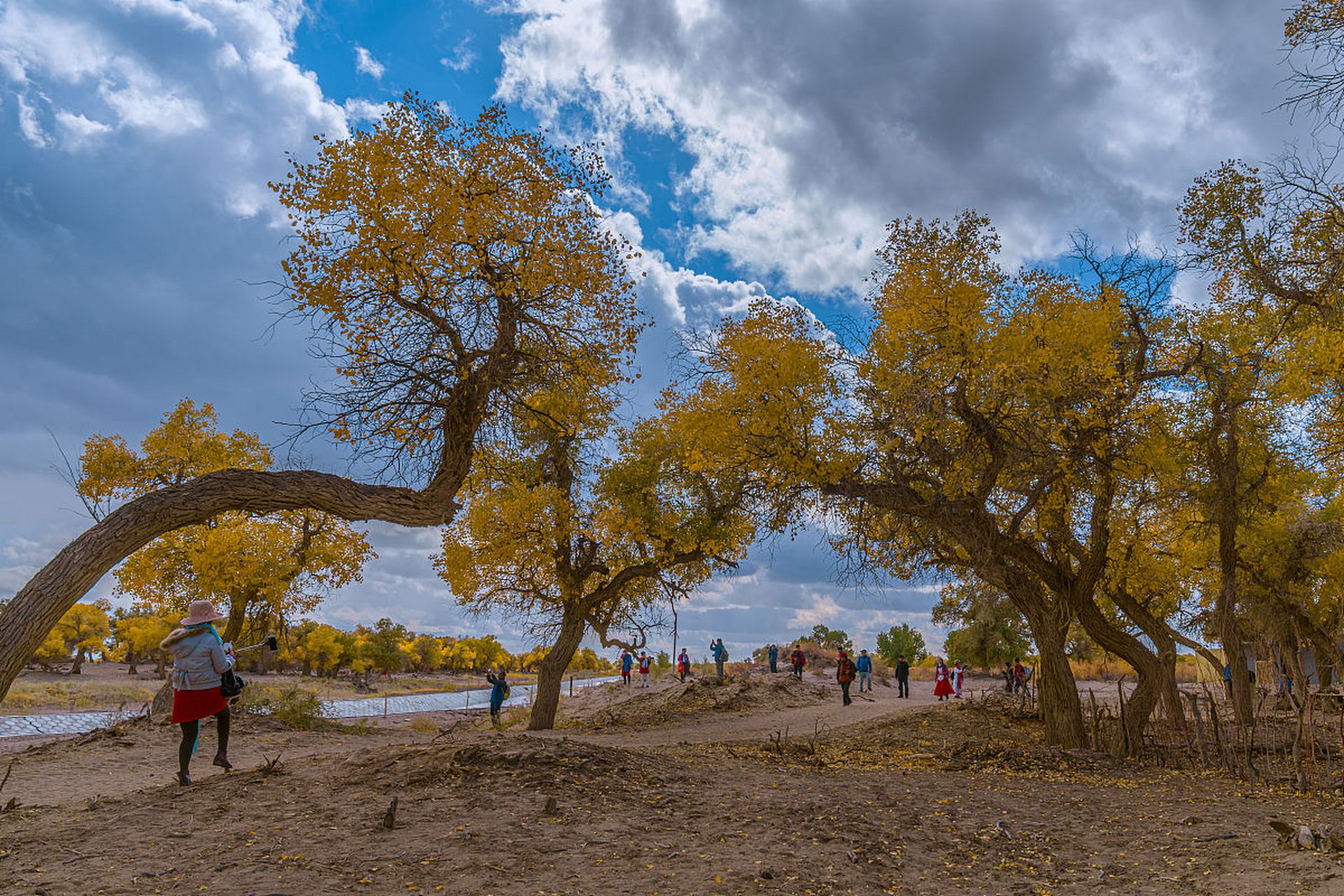 来到新疆塔里木河畔的轮南镇,人们便可以目睹40余万亩的胡杨林在沙漠