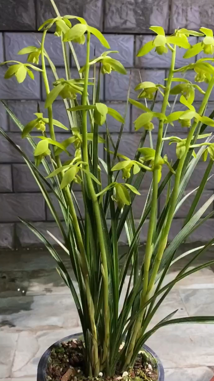 金岙素蕙兰素花