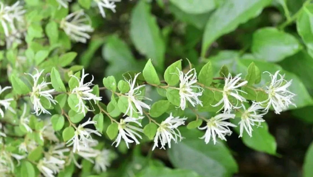 认识中药——檵花叶