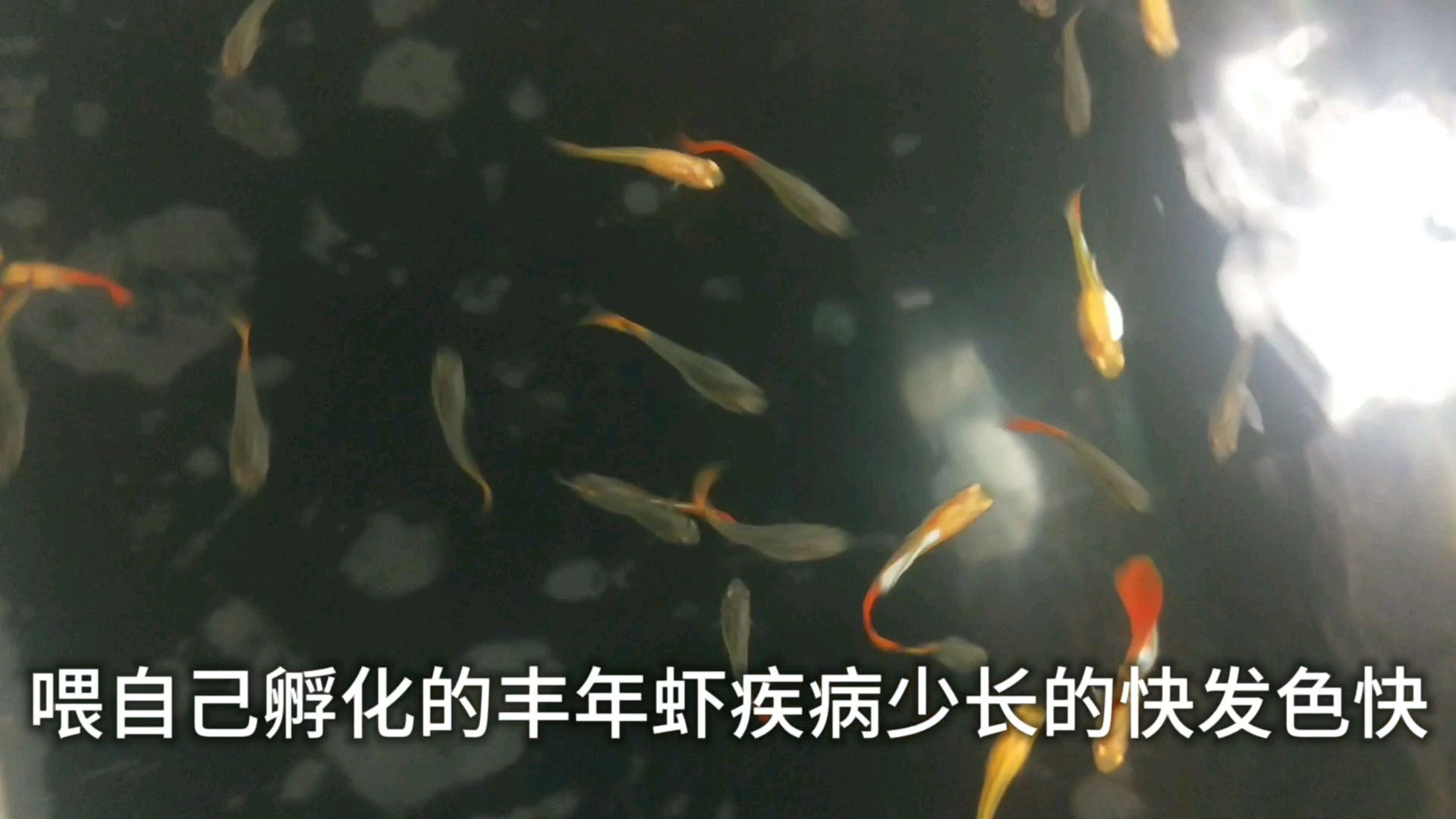 只喂丰年虾的孔雀鱼苗两个半月就长这么大了