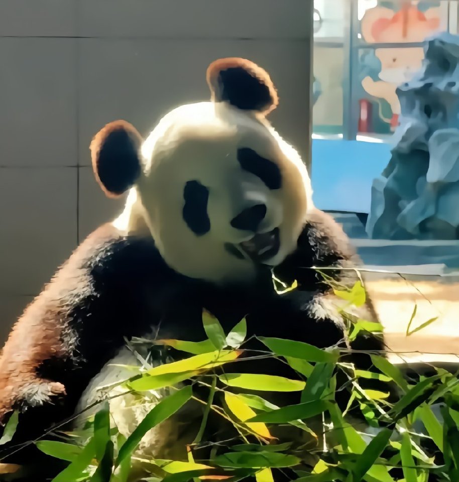 大熊猫飞云:我们简直就是萌妹的代表词!