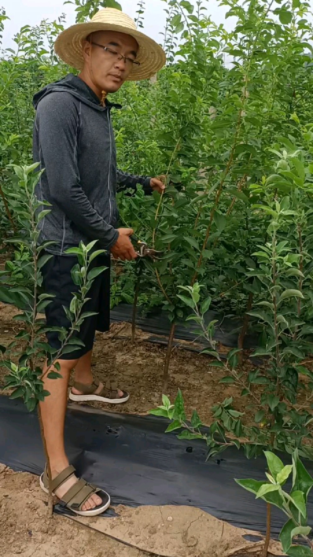 青皮红肉恐龙蛋李子苗核小口感好适合庭院种植