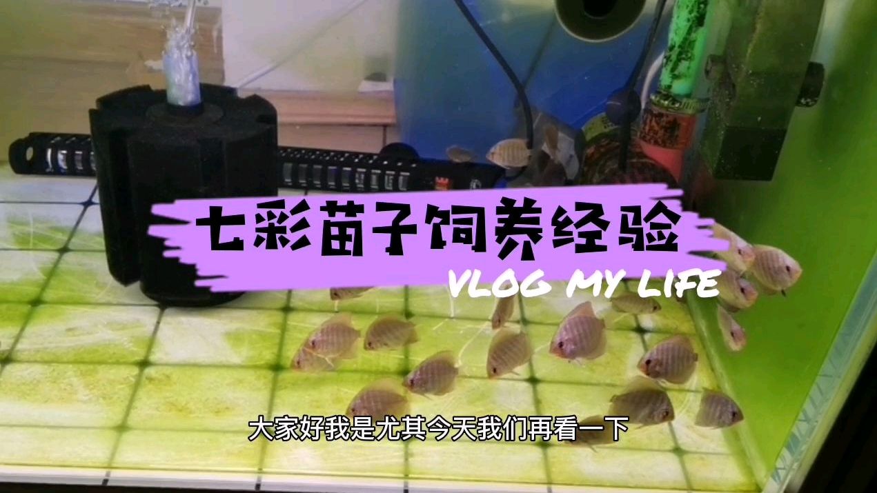 德松苗子饲养方法,如何养好七彩神仙鱼,七彩饲养注意事项