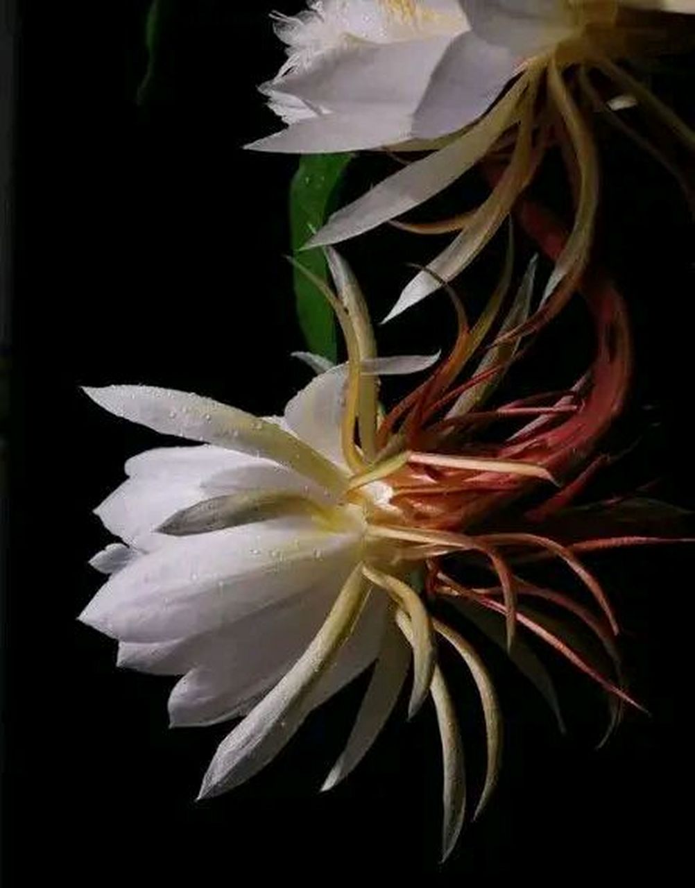 昙花开花为什么是昙花一现呢?