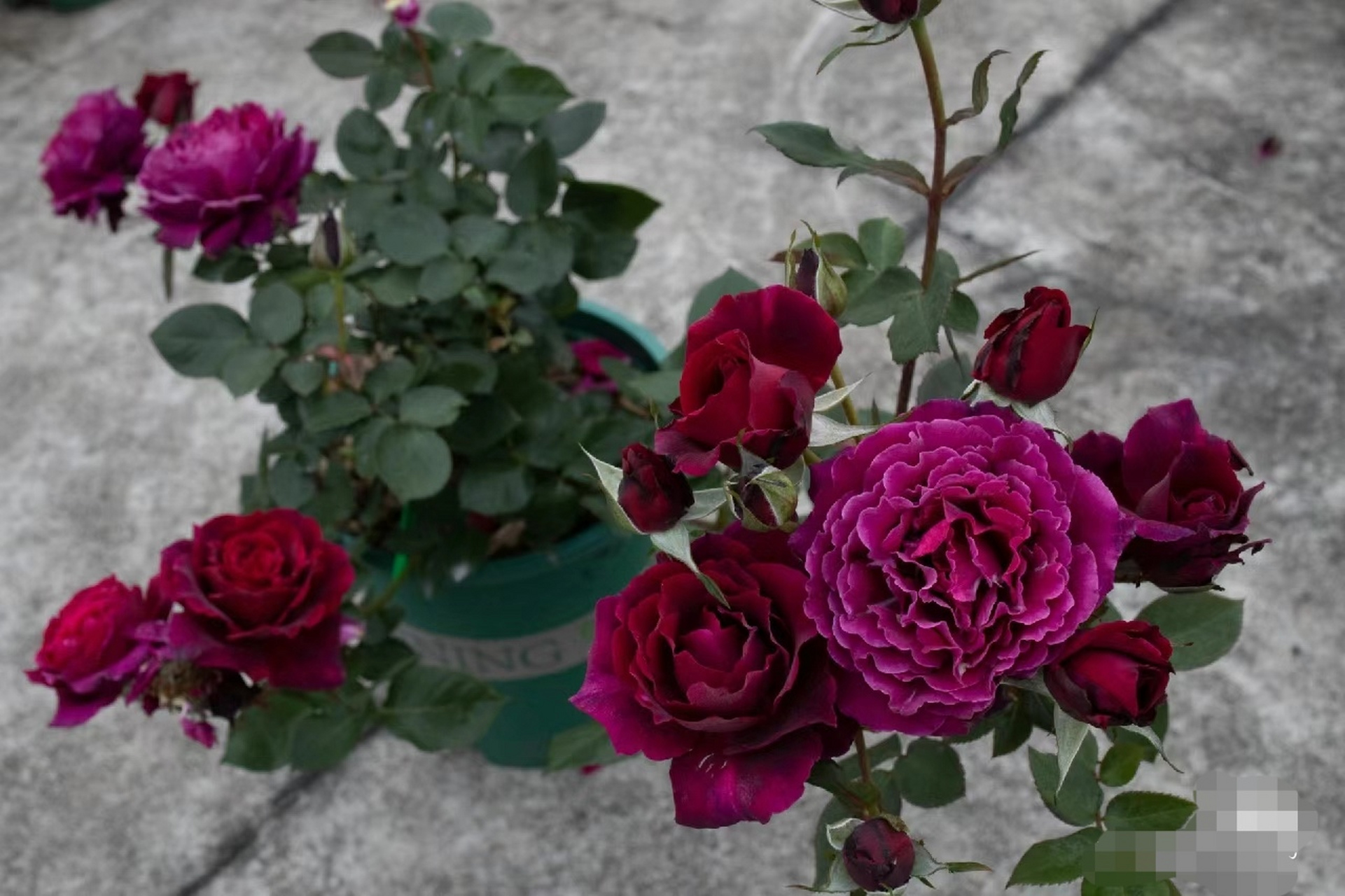 活泼的正统美[小红花]——红丘(天家胭脂) [摊手]红色月季中最有特色