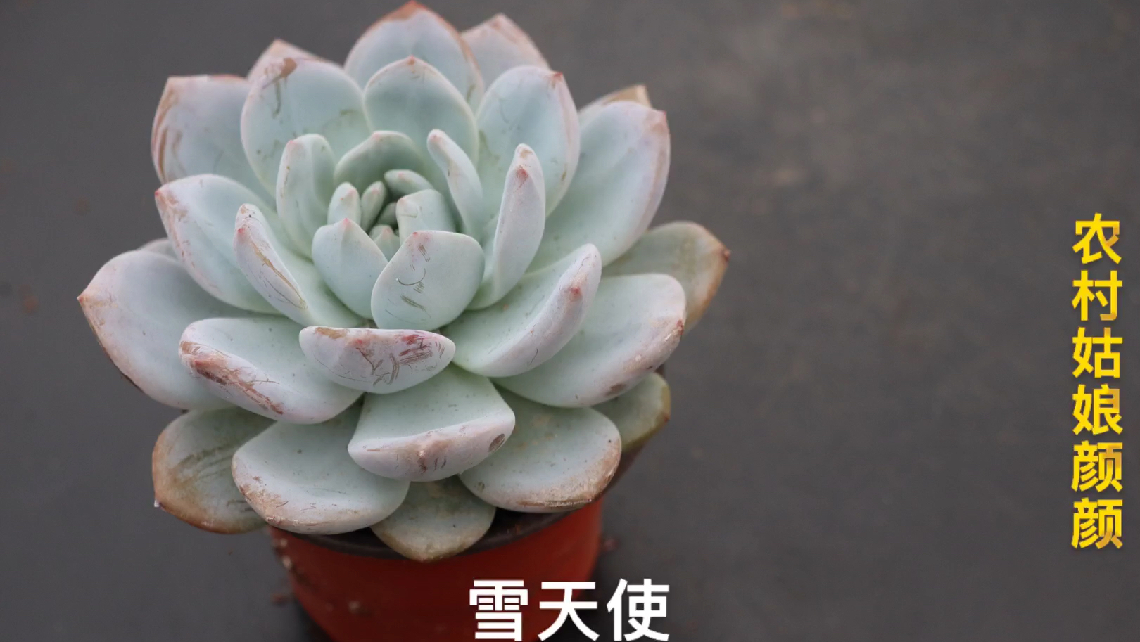 这些多肉的名字你知道吗?有你喜欢的没有?