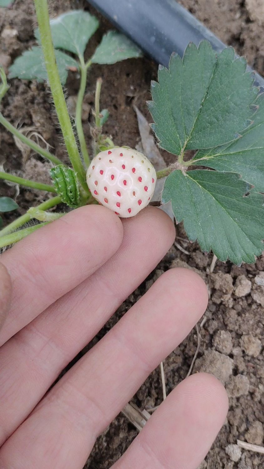 天使八号草莓苗,白色草莓品种,采摘园特色品种,正在育苗中!