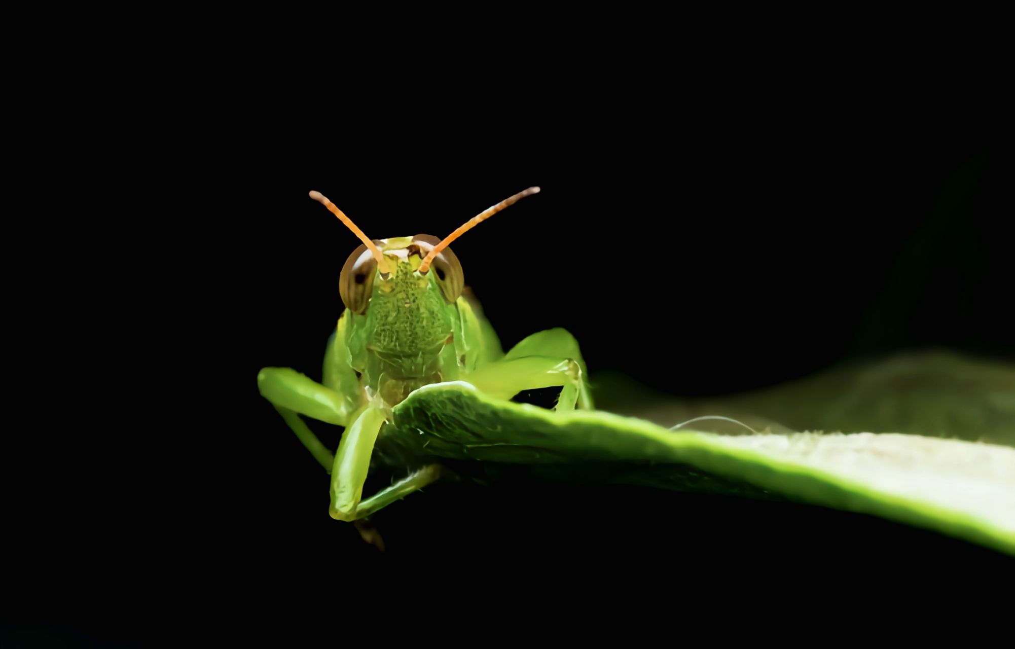 每天认识一种昆虫——长翅稻蝗 长翅稻蝗是生活在