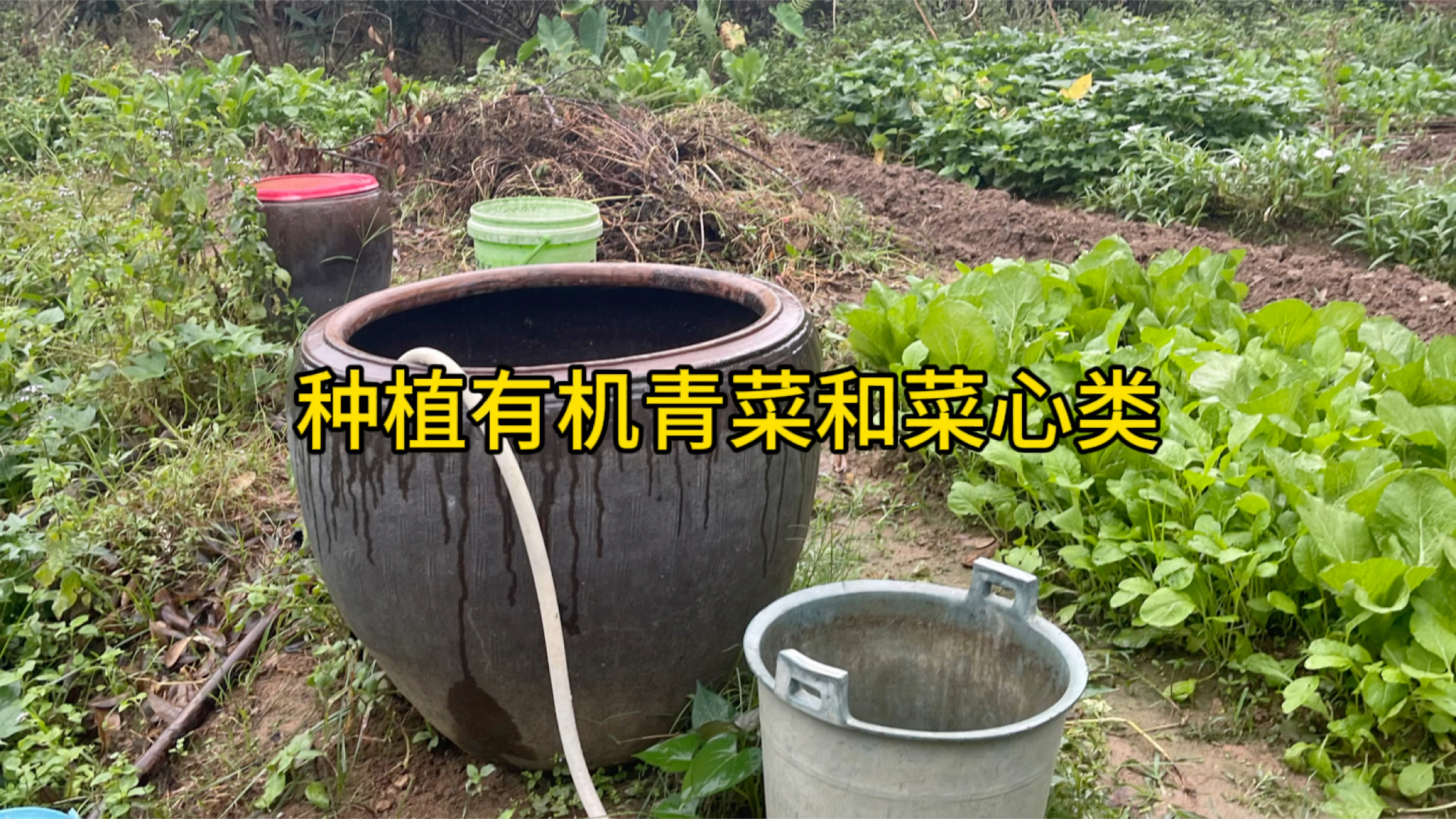 南方这几种青菜可以种了这样种出苗齐后期不黄叶,新人一看就会