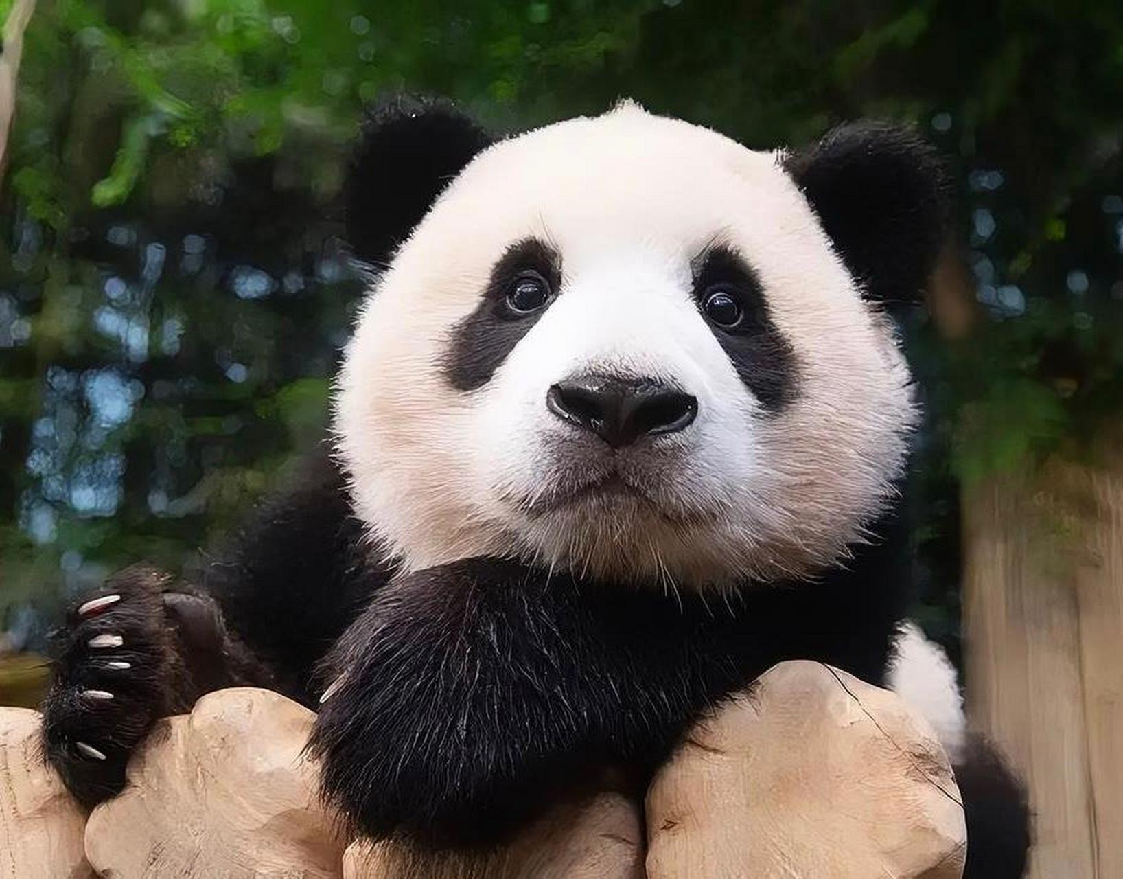 熊猫福宝是熊猫界的顶流女明星,深受国内外朋友们的喜欢.