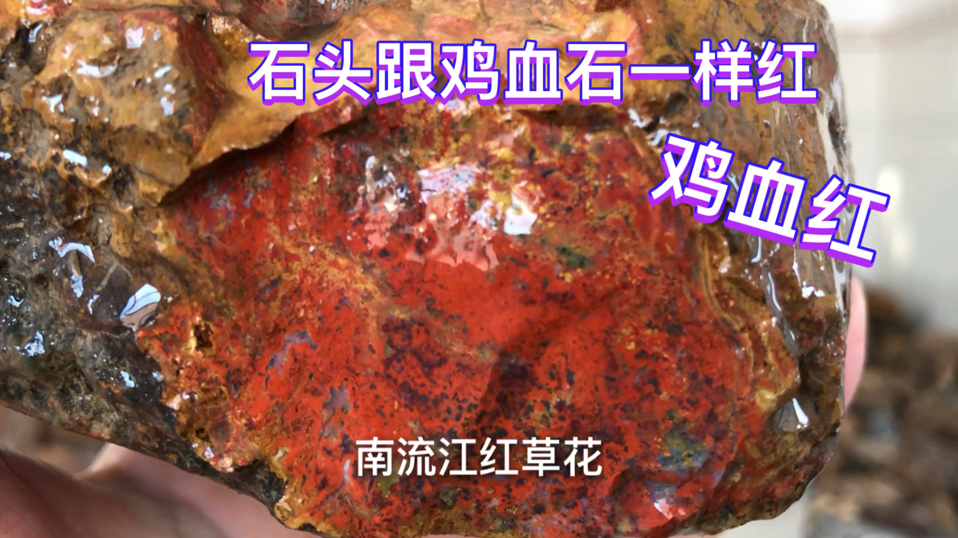 农村小伙河里捡到一些石头,跟鸡血石一样红,发财了