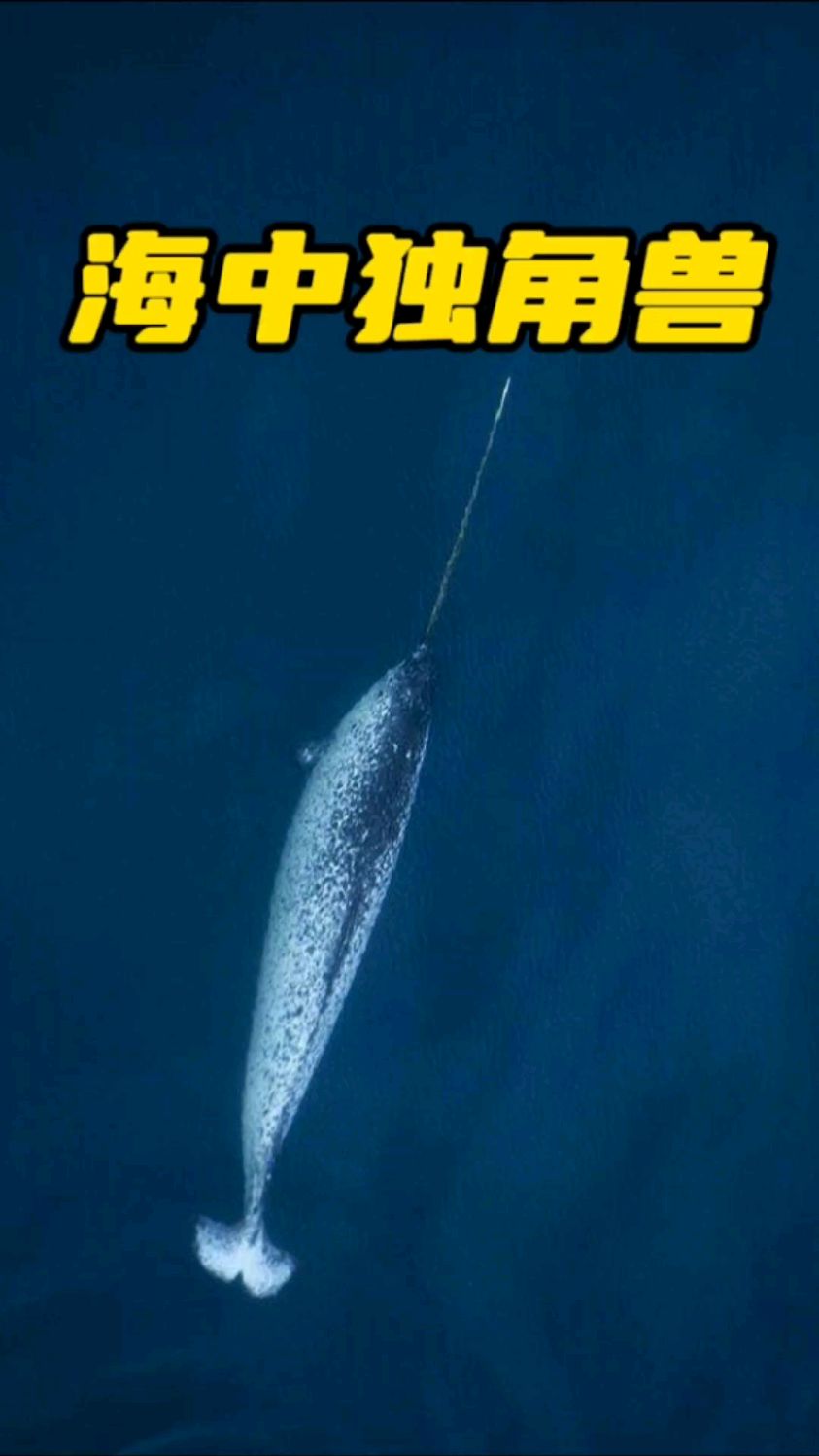 海中独角兽～一角鲸(独角鲸)