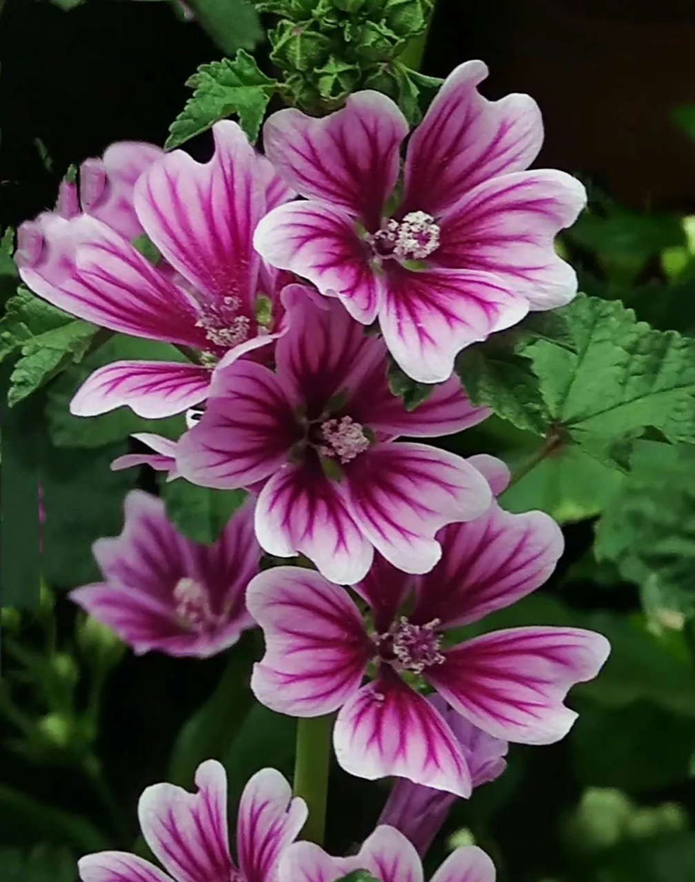 花卉鉴赏:锦葵,又名荆葵,钱葵,棋盘花,株高分枝多,花朵簇生,花色为紫