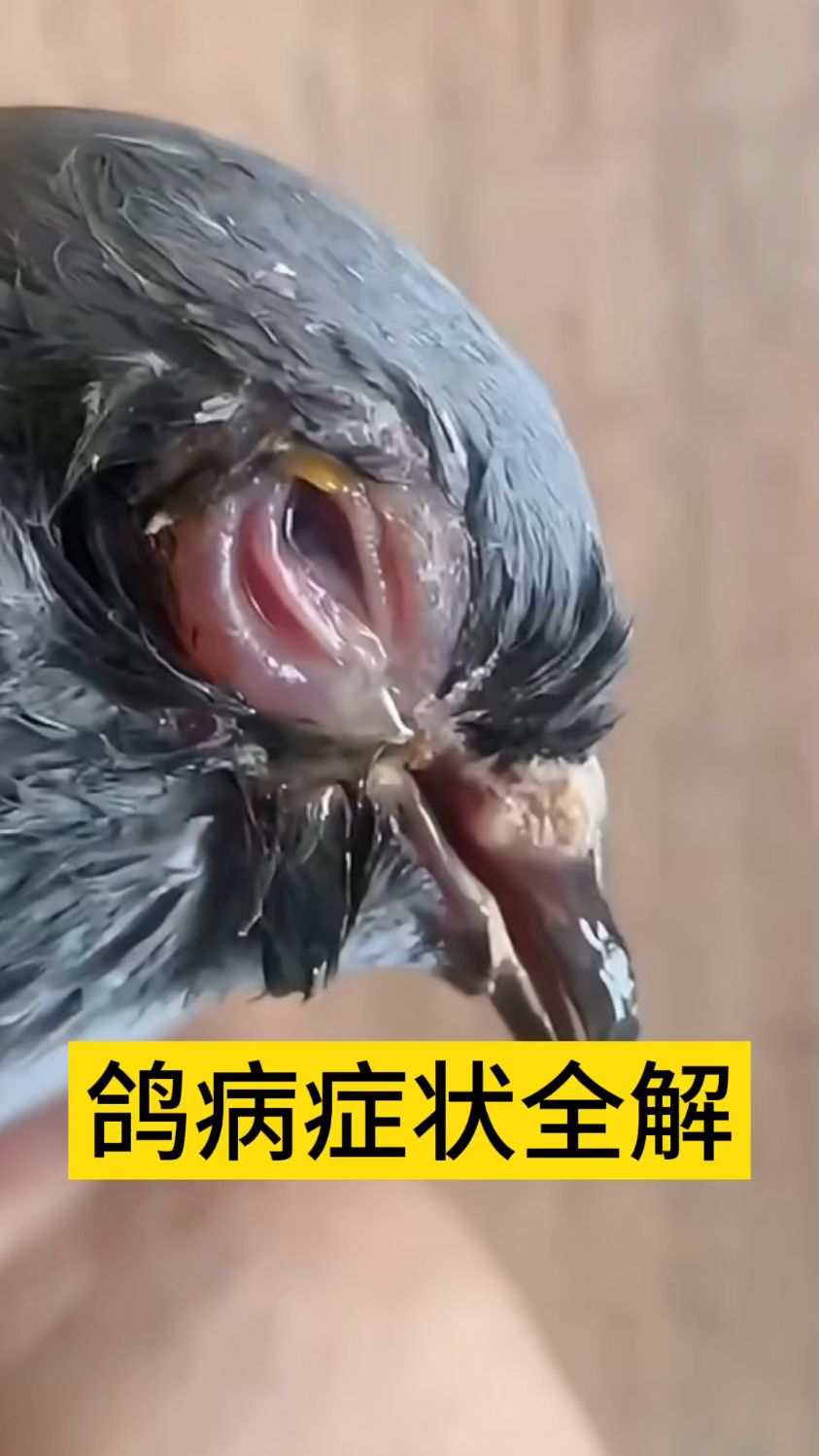鸽病症状全解,教你如何正确判断鸽病