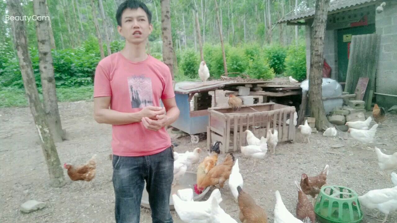 阿强给鸡做了几个下蛋窝,这样鸡就不会到野外草丛里下蛋了