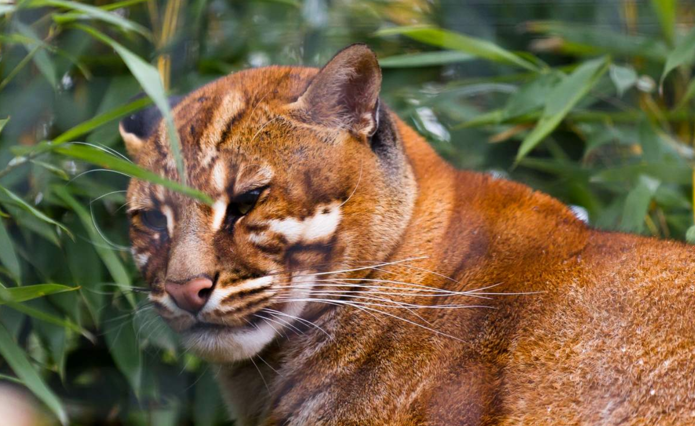 首次发现!罕见"黄虎"现身西藏那曲,它能够战胜豹吗?