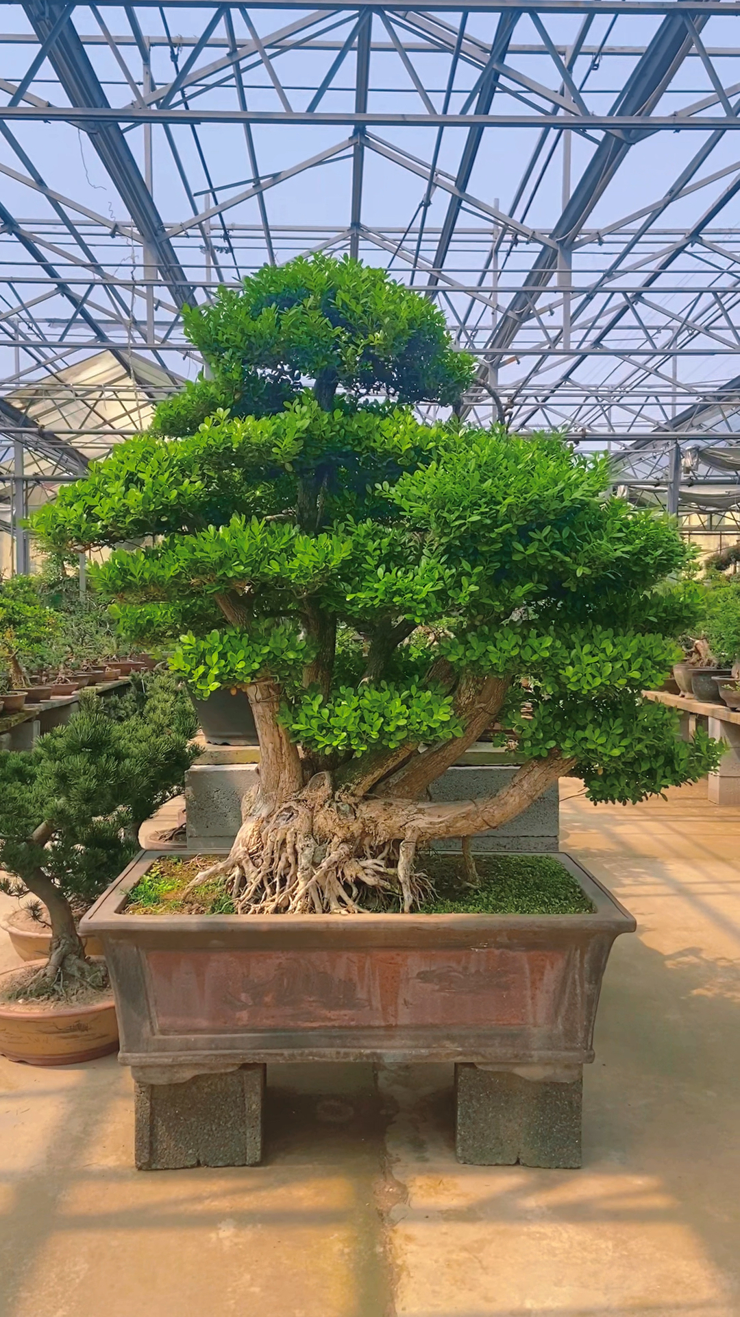 分享老桩瓜子黄杨盆景适合庭院摆放喜欢的关注一下吧.