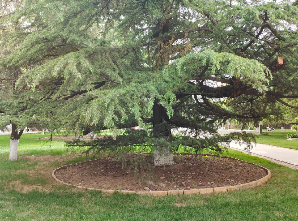 墓地绿化常用树图片