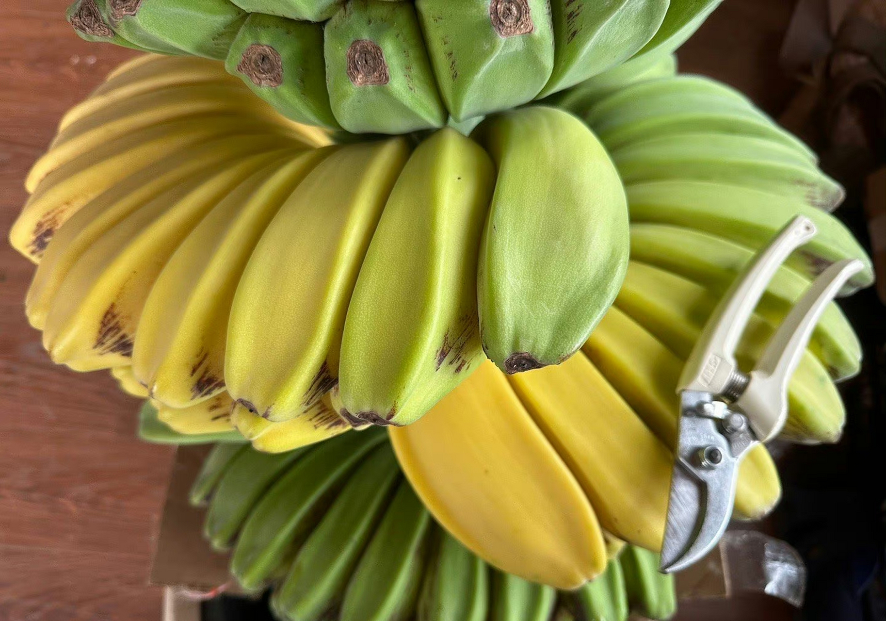 祈祷之手,最有佛缘的水果,佛手蕉,也叫合手蕉…9090世界上最好的