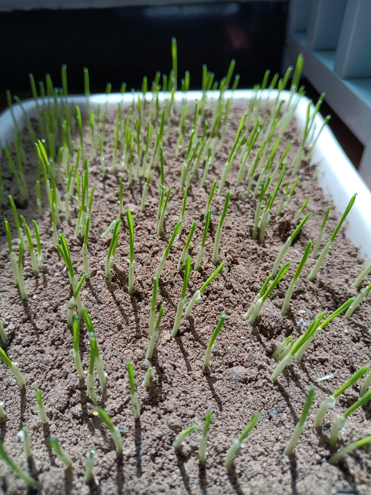 老家寄来的小麦种子,发芽后第三天的样子.以后会陆续发成长图