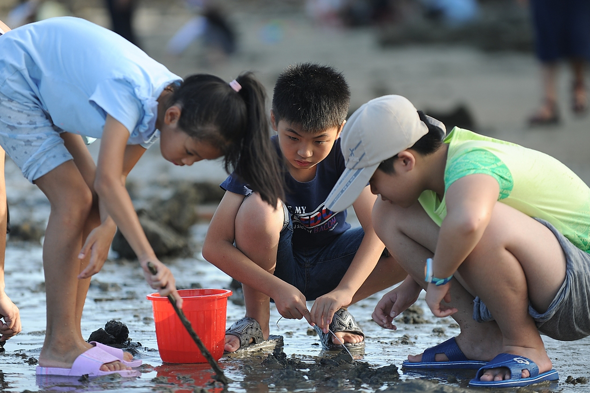 每年夏季和秋季的低潮时段,可以看到一些游客在海滩上赶海的场景,赶海