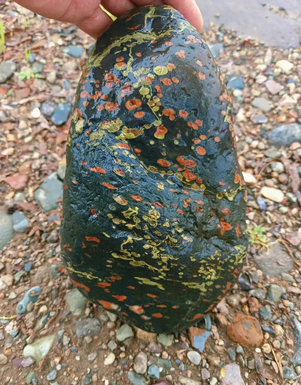 非常罕见漂亮的:梅花石 据说有深圳老板出价6位数,被拒绝了 石头主人