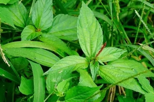 識百草十七:身邊的寶藏食材,鐵莧菜,鐵鍁頭!