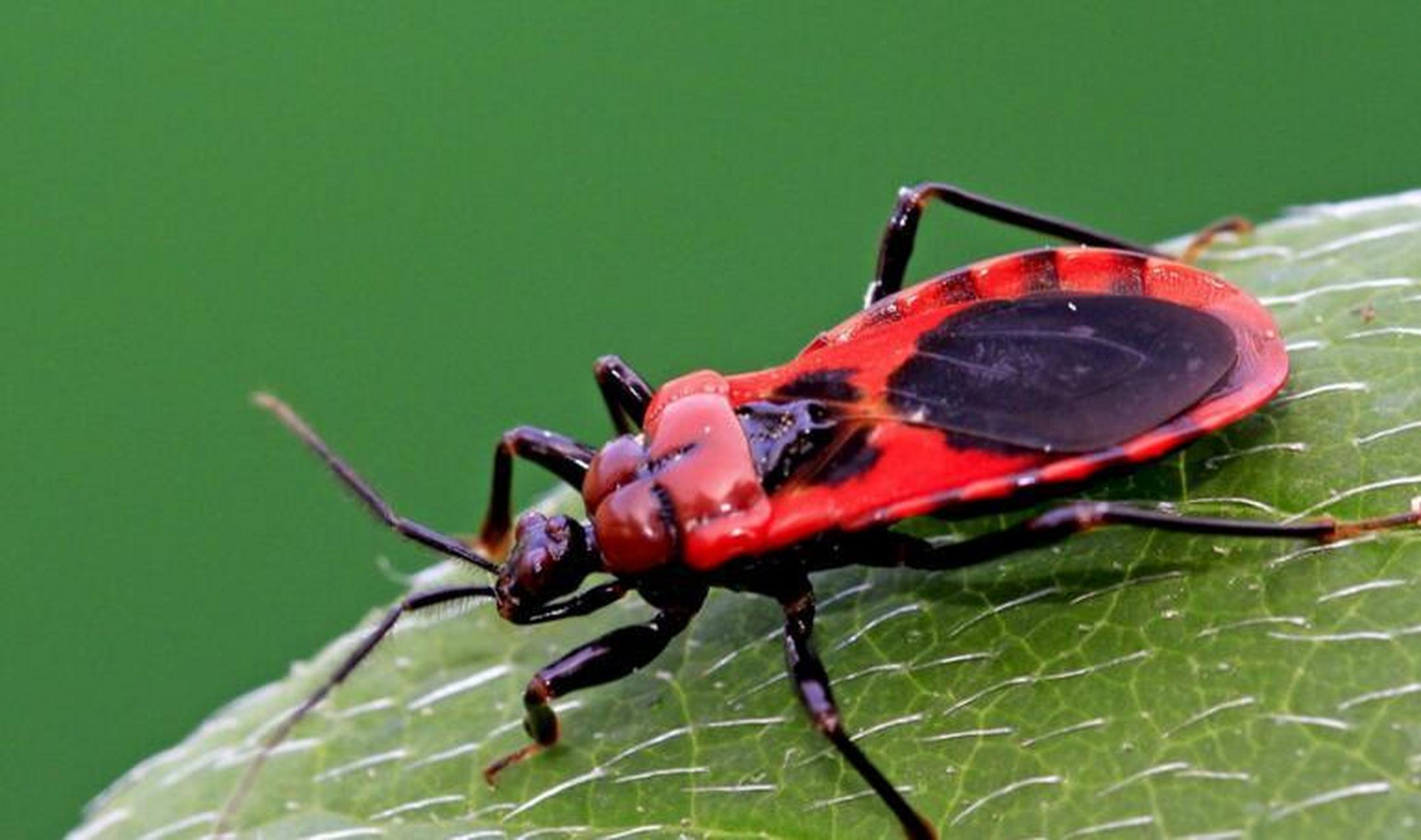 每天认识一种昆虫——红蝽 红蝽是昆虫纲半翅目红蝽科昆虫的统称,全